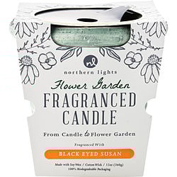Flower Garden Black Eyed Susan By